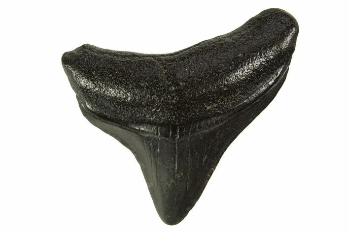 Posterior Juvenile Megalodon Tooth - South Carolina #332099